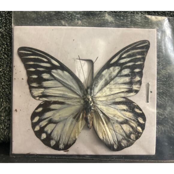 Vintage Pair of Butterfly Specimen for Projects, Art , Framing - Picture 5 of 7